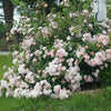 Perfume Breeze™ Climbing Rose