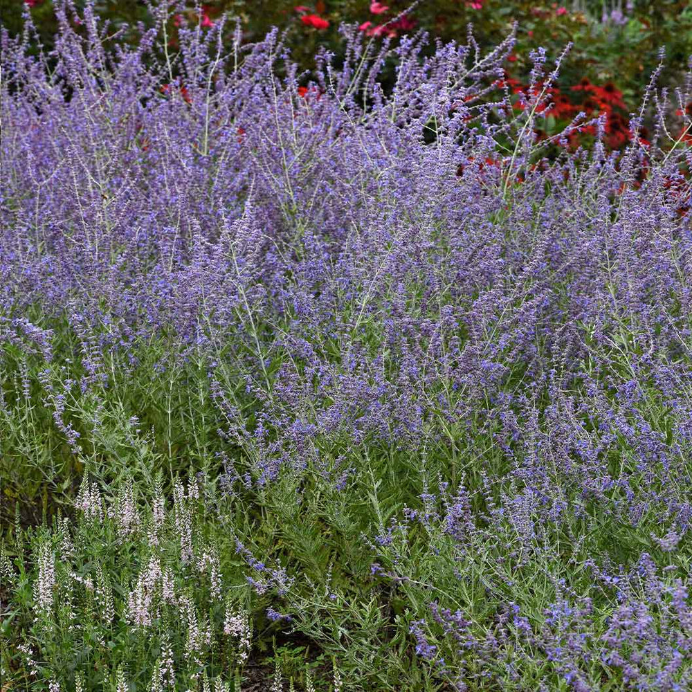 Better Versions® CrazyBlue Russian Sage Plant