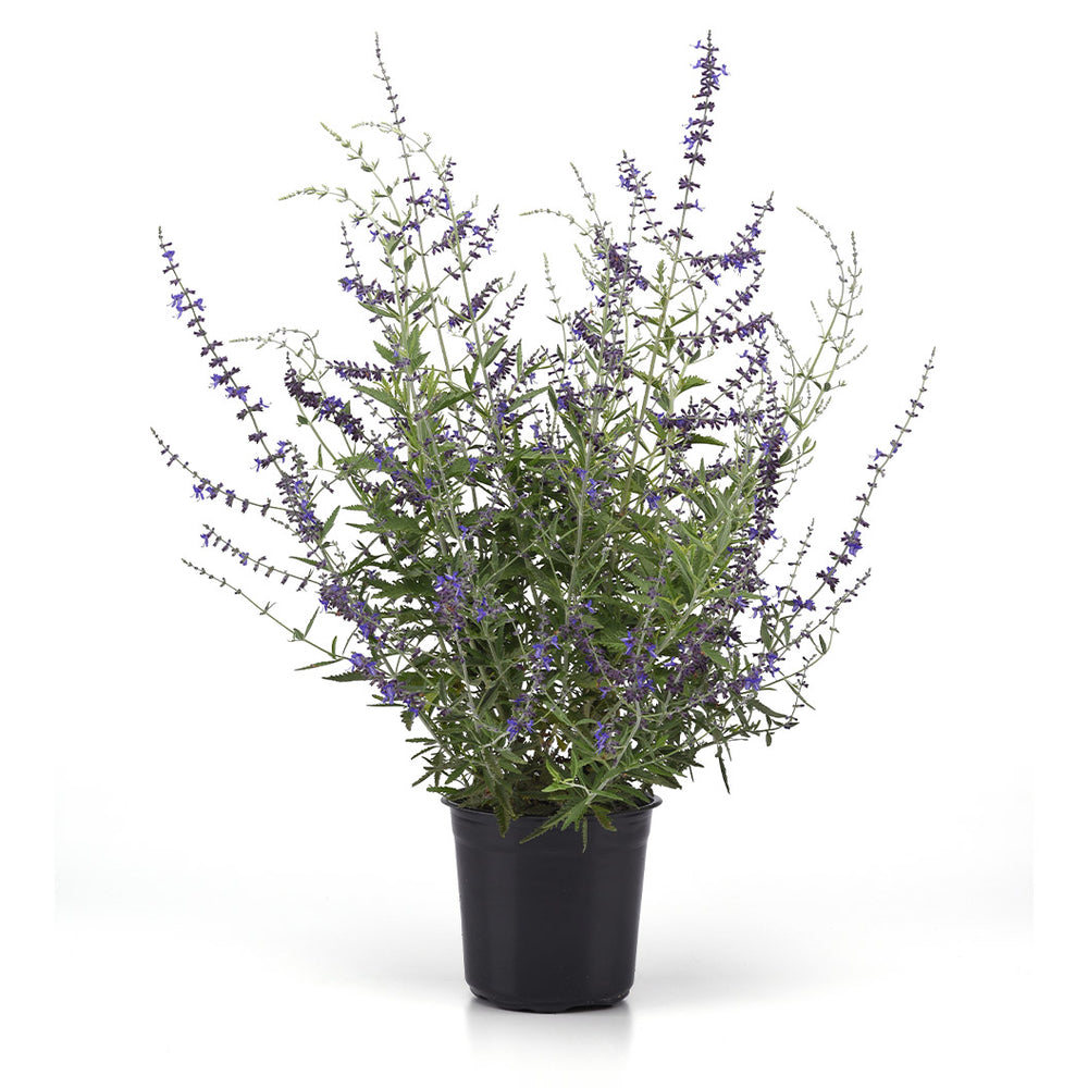 Better Versions® CrazyBlue Russian Sage Plant