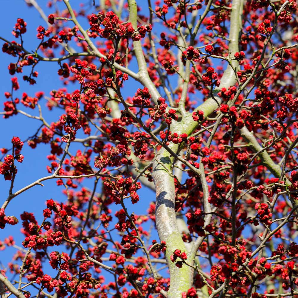 Persian Spire™ Parrotia