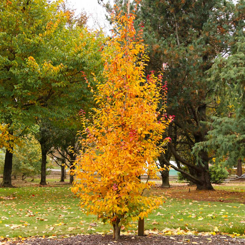 Persian Spire™ Parrotia