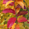 Persian Spire™ Parrotia