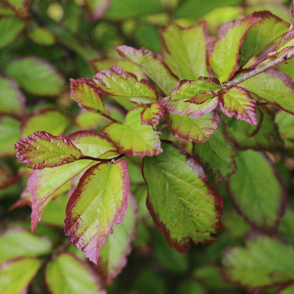 Persian Spire™ Parrotia