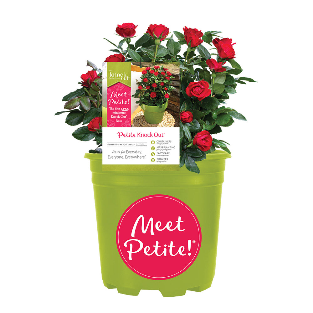 Petite Knock Out® Rose