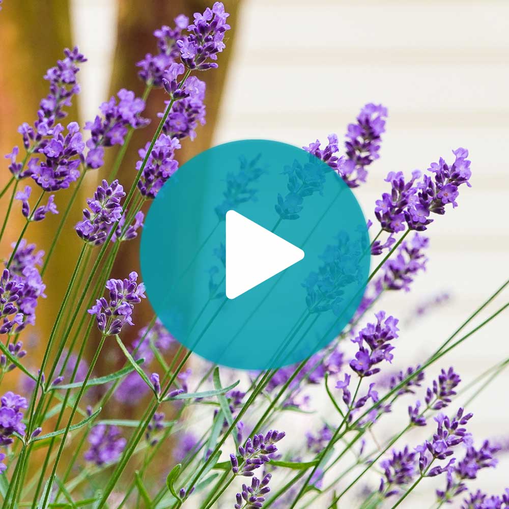 Southern Living® Phenomenal™ Lavender Plant