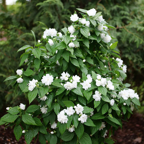Proven Winners® Illuminati Spice Mock Orange Shrub