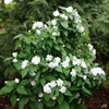 Proven Winners® Illuminati Spice Mock Orange Shrub