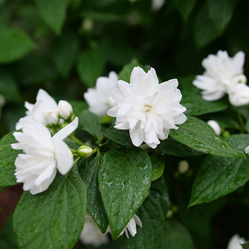 Proven Winners® Illuminati Spice Mock Orange Shrub