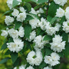 Proven Winners® Illuminati Spice Mock Orange Shrub