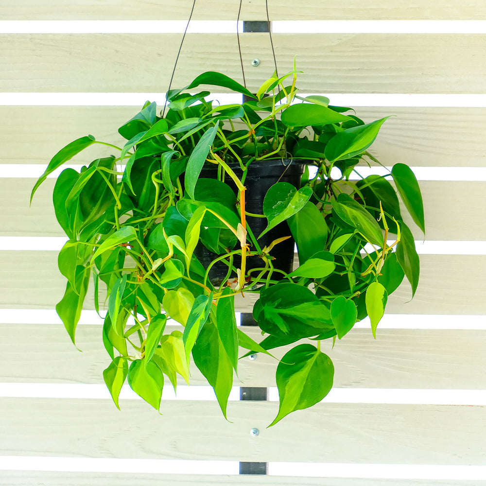 Philodendron Brasil