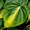 Philodendron Brasil