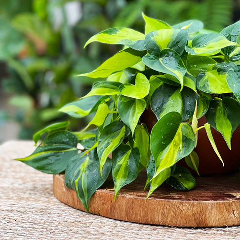 Philodendron Brasil
