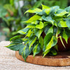Philodendron Brasil