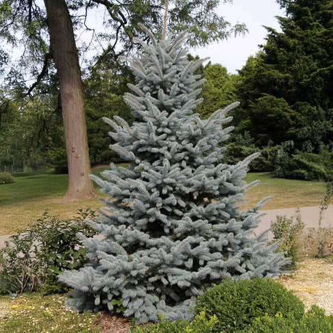 Baby Blue Eyes Colorado Spruce Tree