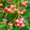 Pink Lemonade Blueberry Bush - USDA Organic