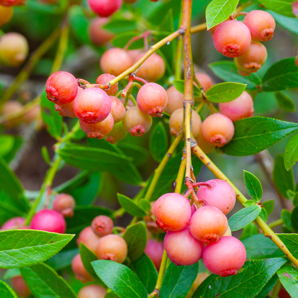 Pink Lemonade Blueberry Bush - USDA Organic