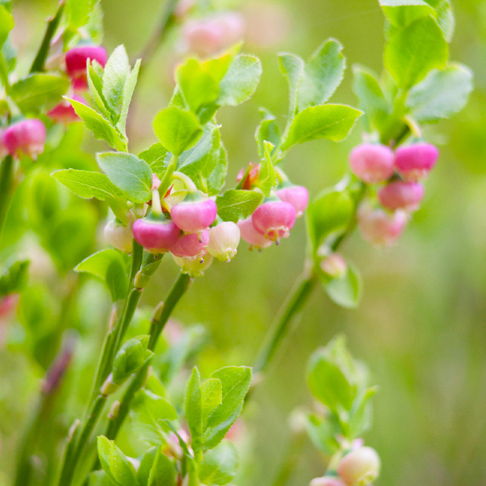 Pink Lemonade Blueberry Bush - USDA Organic