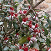 Pineapple Feijoa Guava Tree