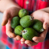 Pineapple Feijoa Guava Tree