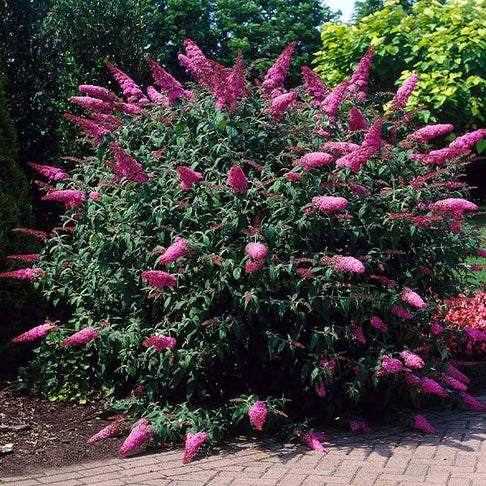 Pink Delight Butterfly Bush