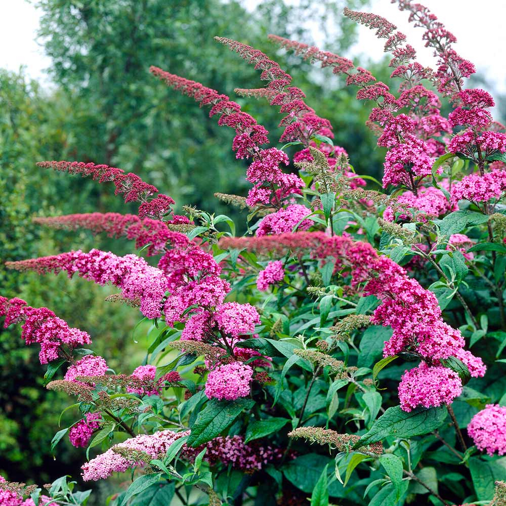 Pink Delight Butterfly Bush