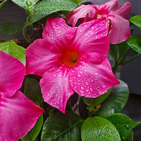 Pink Diplodenia Bush