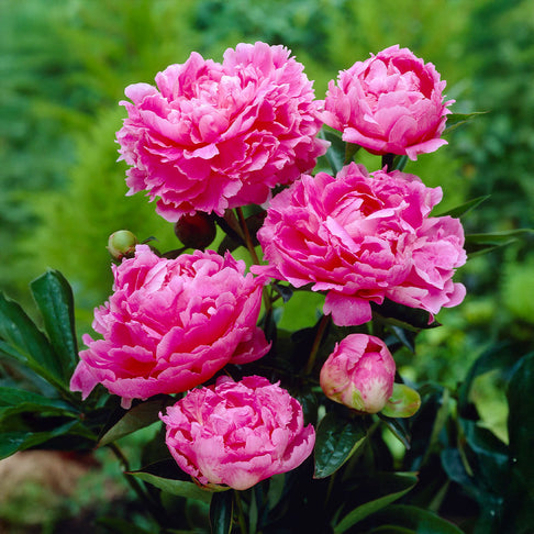 Pink Parfait Peony Shrub