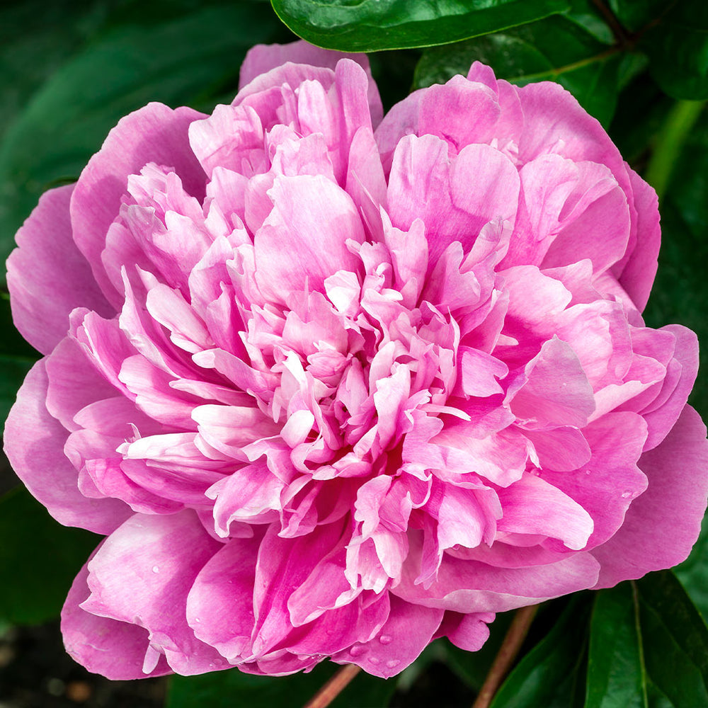 Pink Parfait Peony Shrub