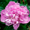 Pink Parfait Peony Shrub
