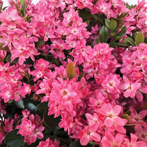 Pink Pearl™ Improved Indian Hawthorne Shrub