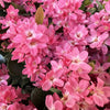 Pink Pearl™ Improved Indian Hawthorne Shrub