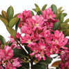 Pink Pearl™ Improved Indian Hawthorne Shrub