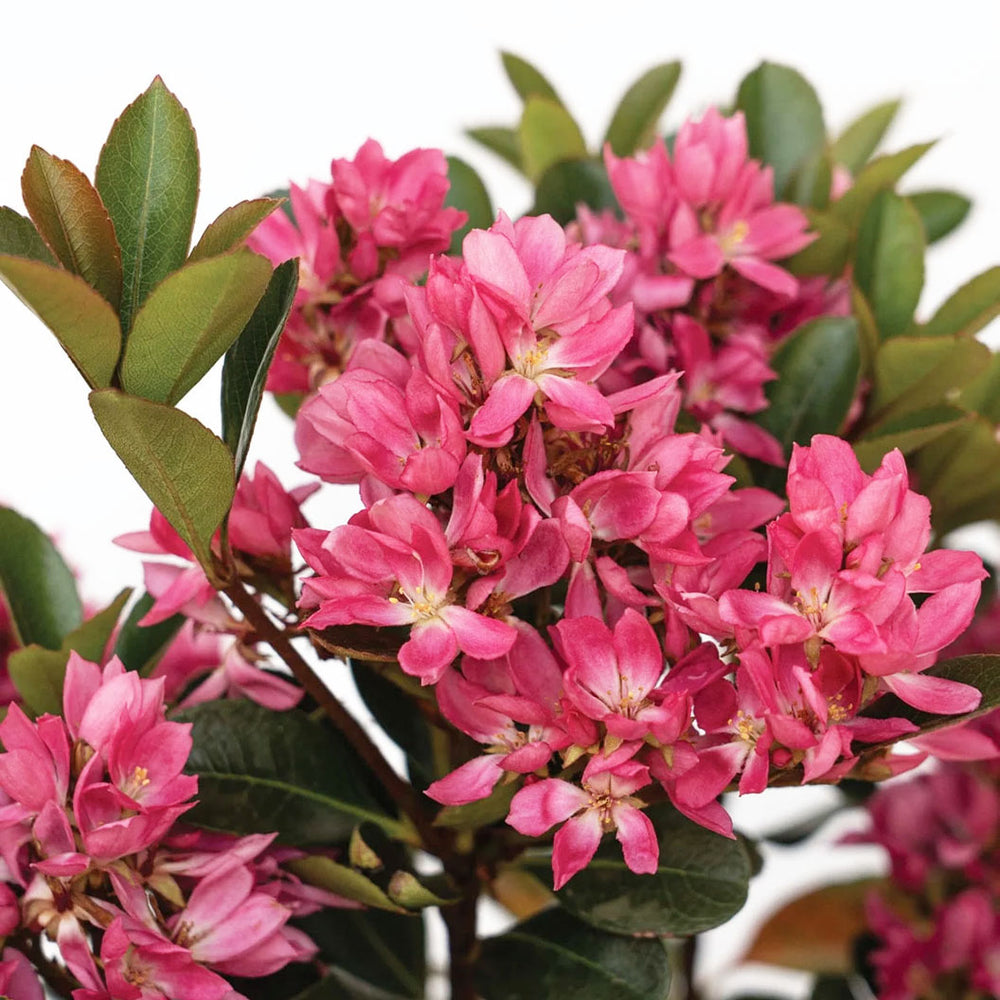 Pink Pearl™ Improved Indian Hawthorne Shrub