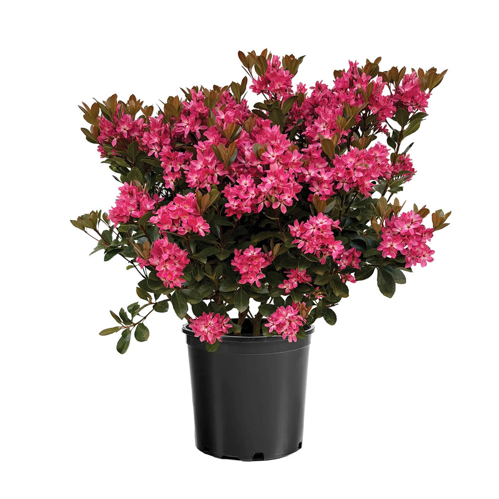 Pink Pearl™ Improved Indian Hawthorne Shrub