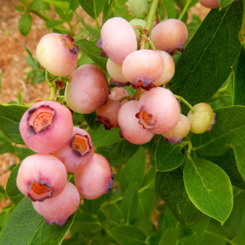 Pink Popcorn™ Blueberry Bush