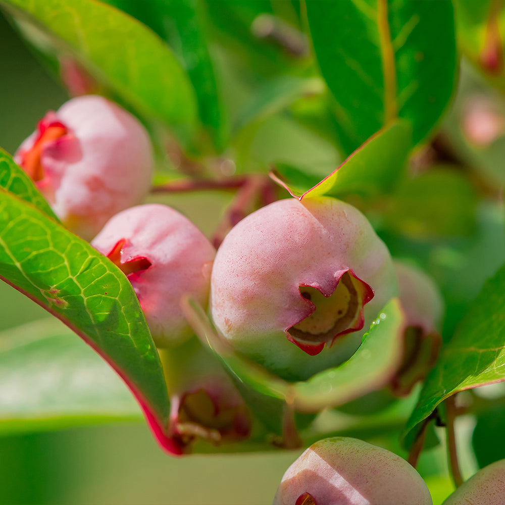 Pink Popcorn™ Blueberry Bush