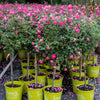 Pink Knock Out® Rose Tree
