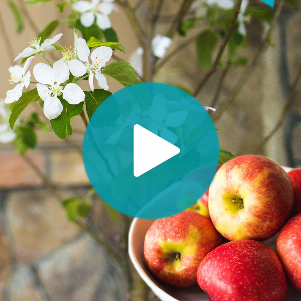 Pink Lady® Apple Tree