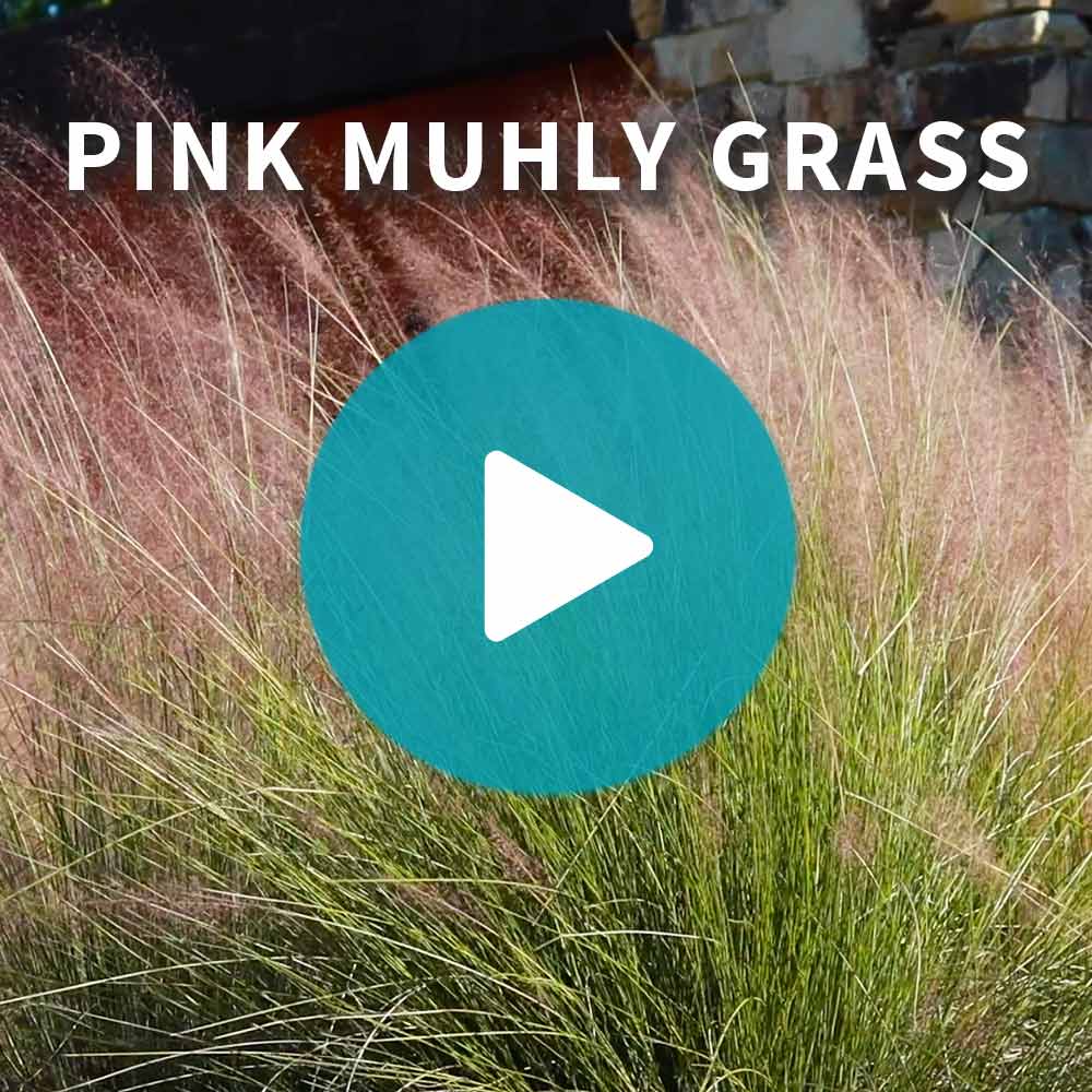 Pink Muhly Grass