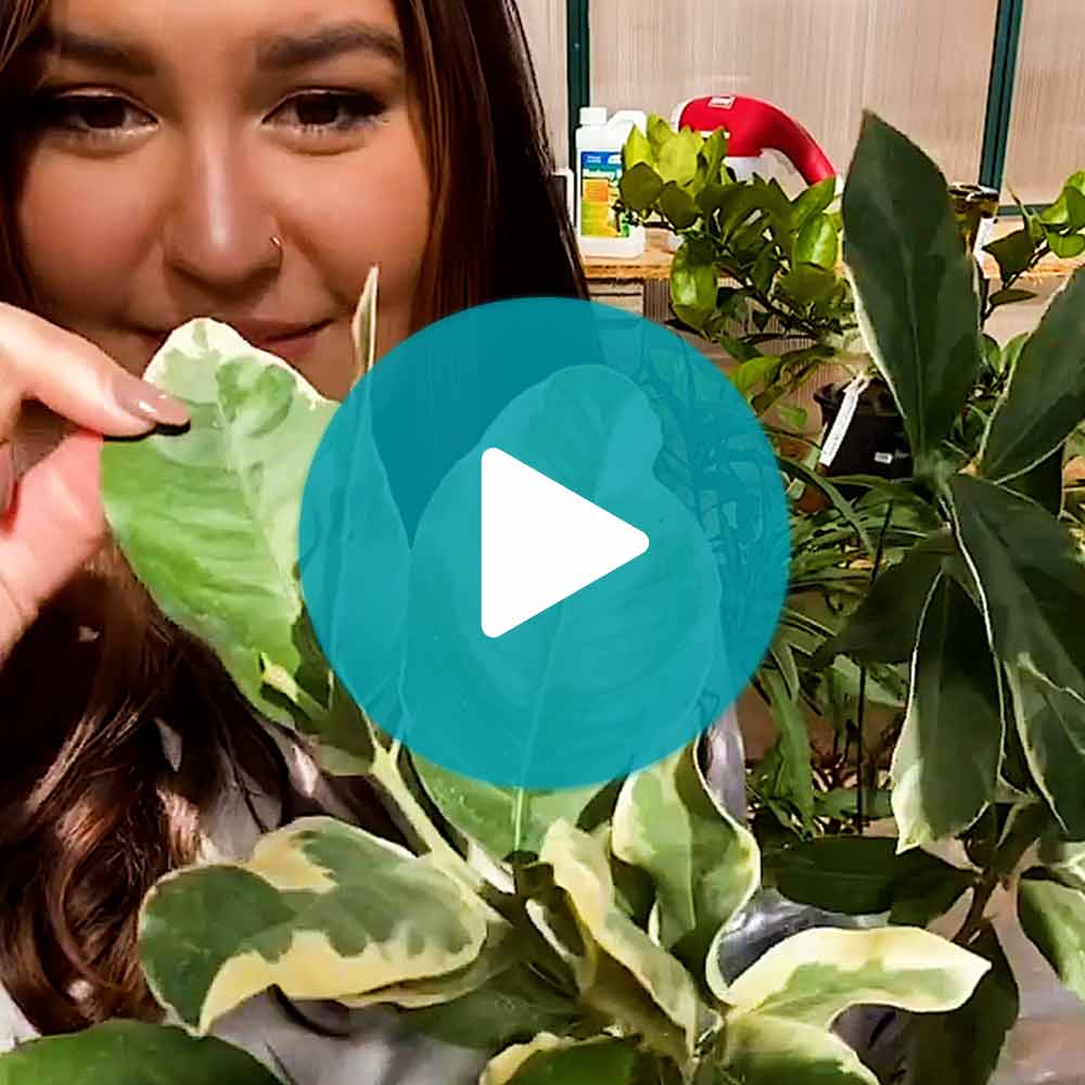 Pink Variegated Eureka Lemon Tree