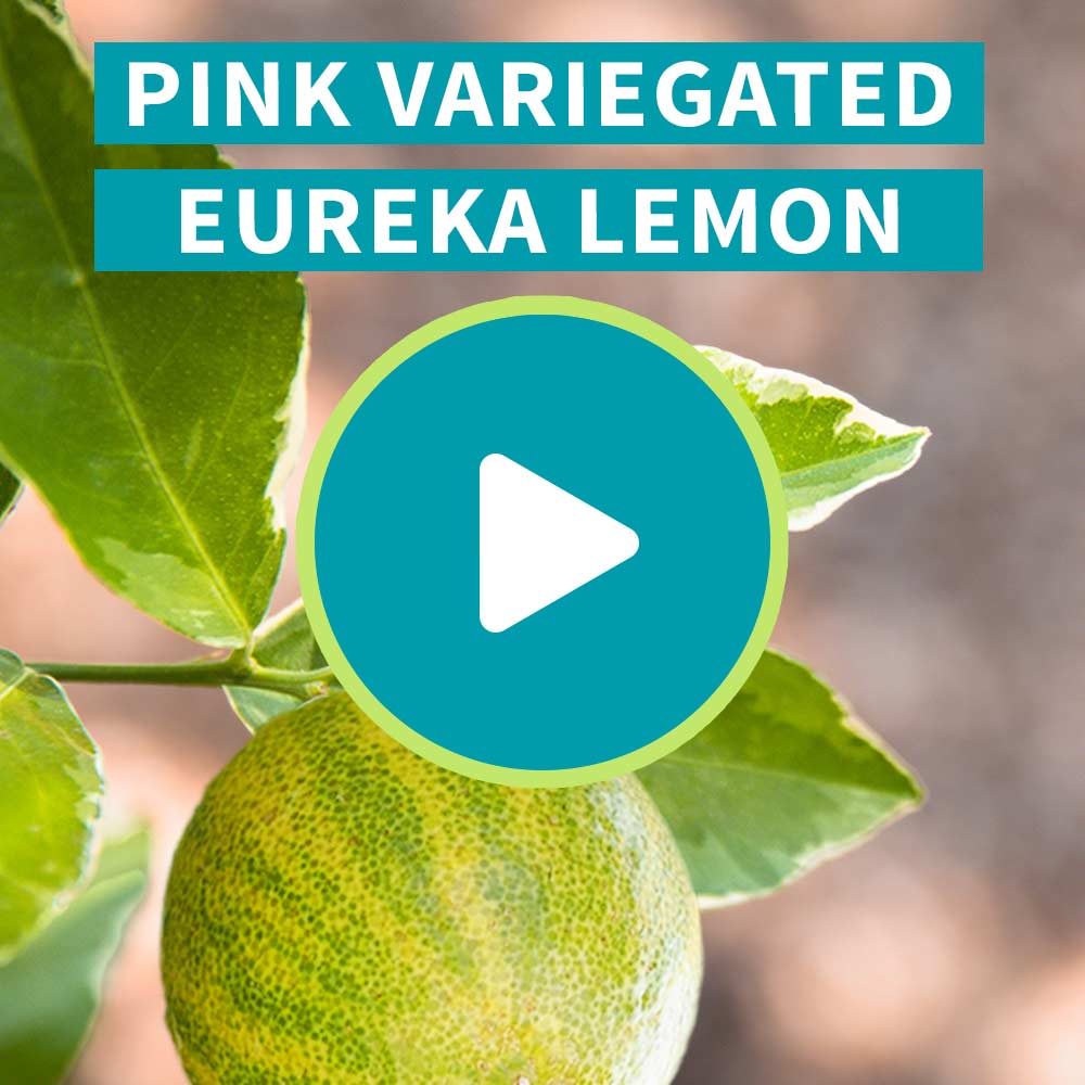 Pink Variegated Eureka Lemon Bush