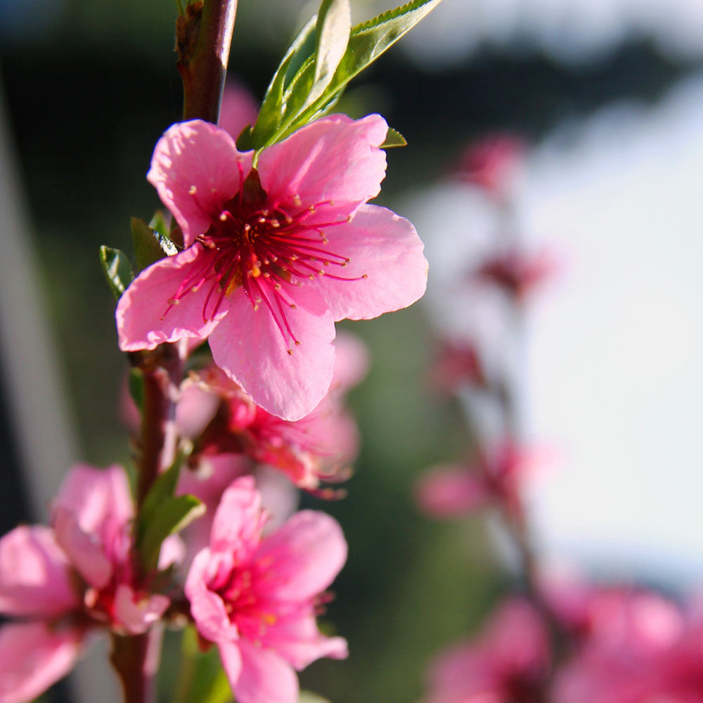 Pix Zee Miniature Peach Tree