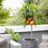 Pix Zee Miniature Peach Tree