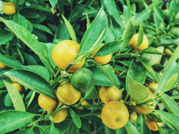 Plant Care 101: Meyer Lemon Tree