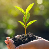 Plant Care Guides