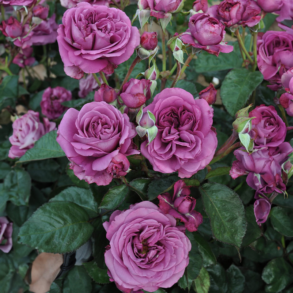 Sunbelt® Plum Perfect Rose Tree