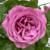 Sunbelt® Plum Perfect Rose Tree