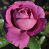 Sunbelt® Plum Perfect Rose Tree