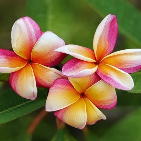 Rainbow Plumeria Plant