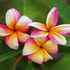 Rainbow Plumeria Tree